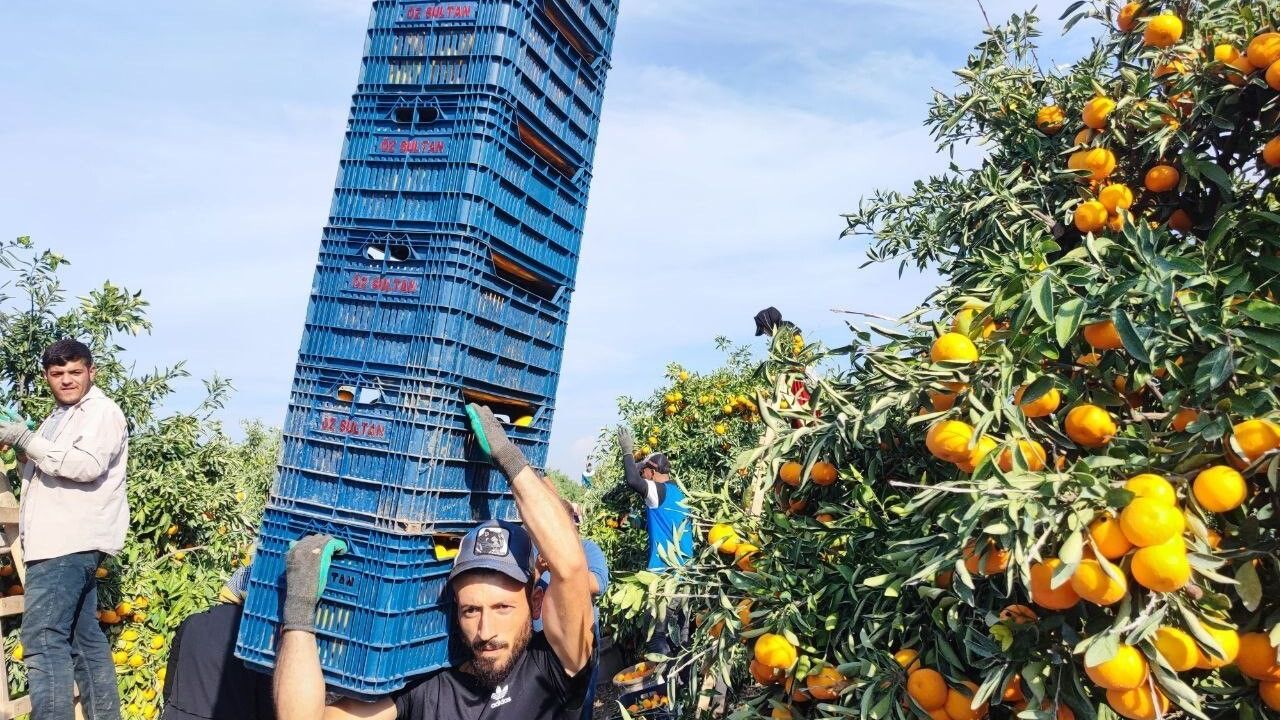 Adana'da Tarım İşçilerinin Grevi Mandalina Fiyatlarını Düşürdü