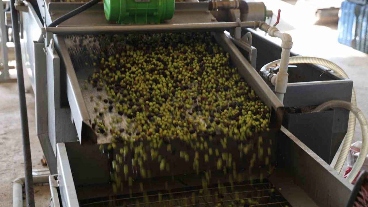 Adana'da Zeytinin Yağ Yolculuğu Başladı