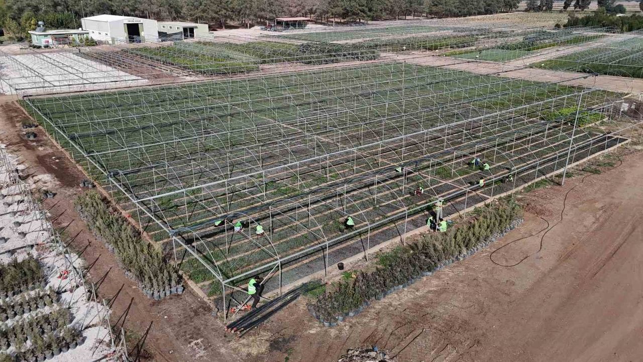 Adana Ormanları Yeniden Yeşerecek: 5 Milyon Fidan Üretimi