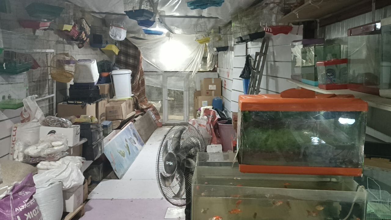 Adıyaman'da Papağan Hırsızlığı: 9 Papağan Çalınmış Olabilir