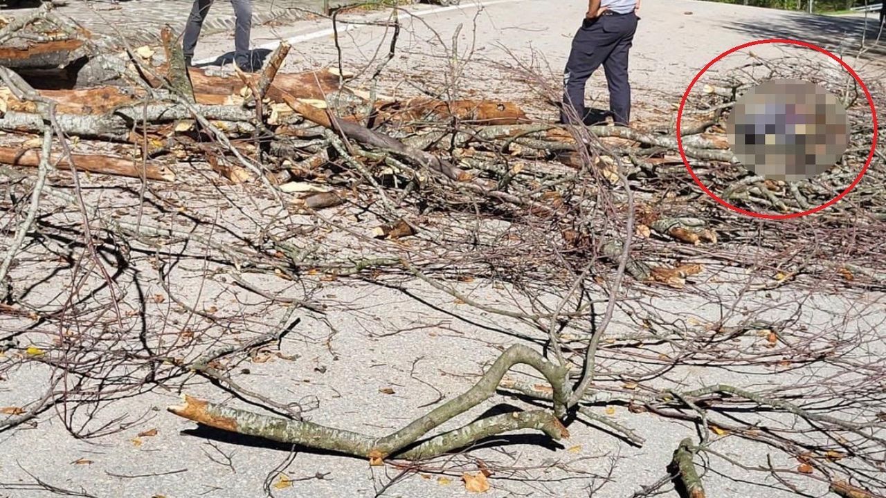 Ağaç Düşmesi Sonucu Belediye İşçisi Hayatını Kaybetti