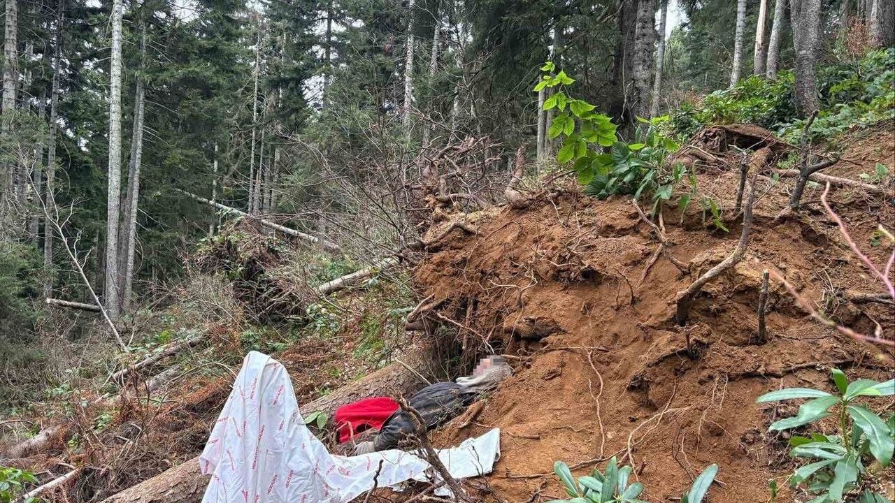 Ağaç Kesimi Kazası: Bir Kişi Hayatını Kaybetti