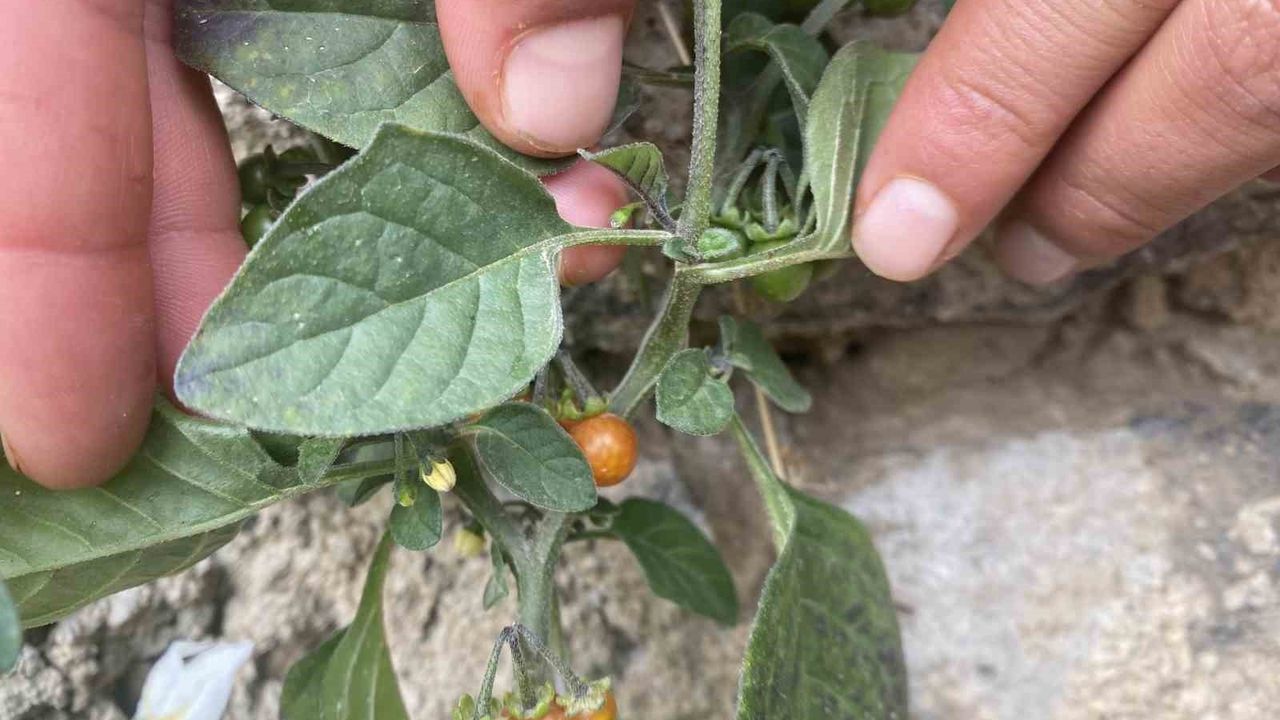 Ağrı'nın Patnos İlçesinde Kasımda Bahar Çiçekleri