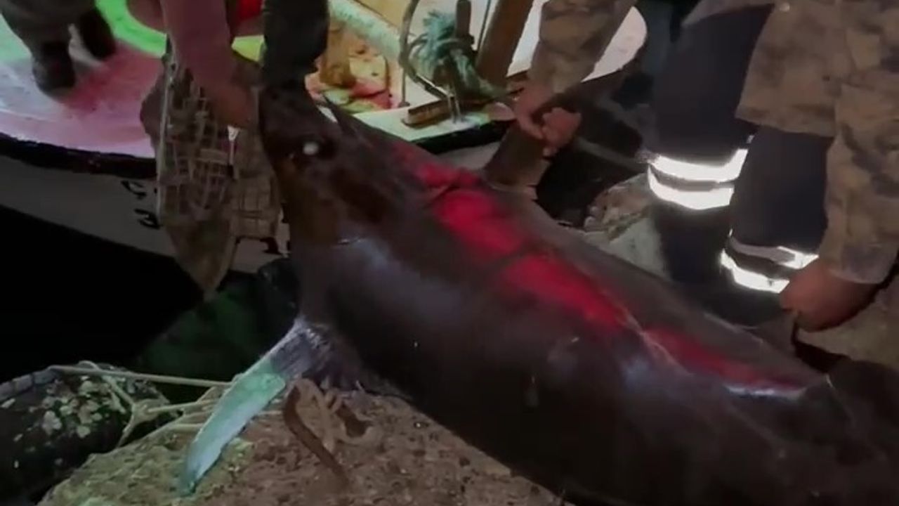 Akdeniz'de Bulunan Dev Kılıç Balığı