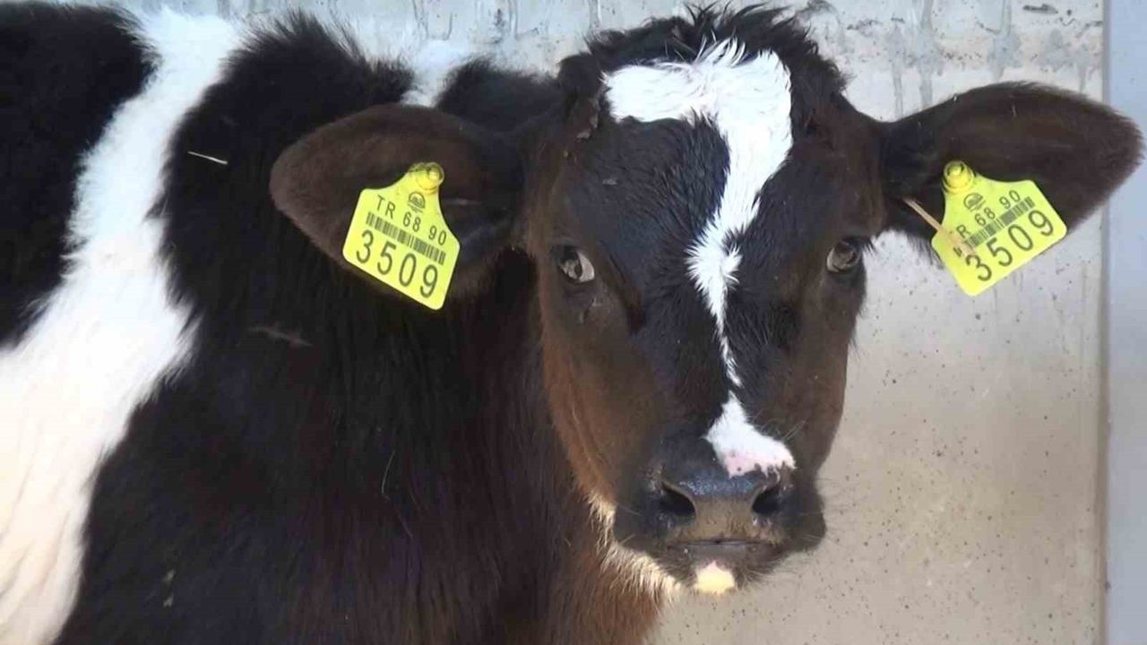 Aksaray'da Damızlık Sığır Yetiştiricileri Personeline Uygulamalı Eğitim