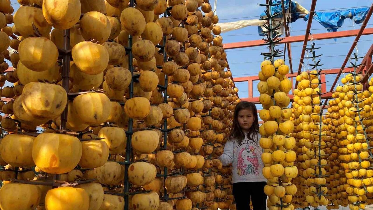 Alaşehir'de Cennet Hurması Festivali Heyecanı