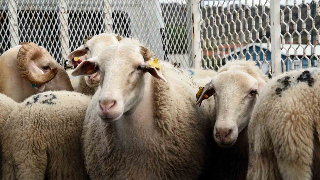 Aliağa'da Hibe Koyun ve Koç Dağıtımı Gerçekleşti