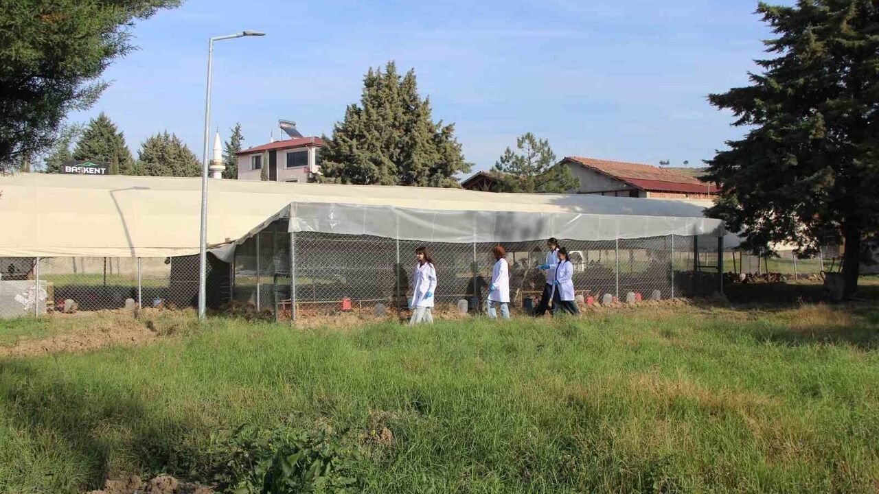 Amasya'da Üniversiteliler Sülün Yetiştiriyor