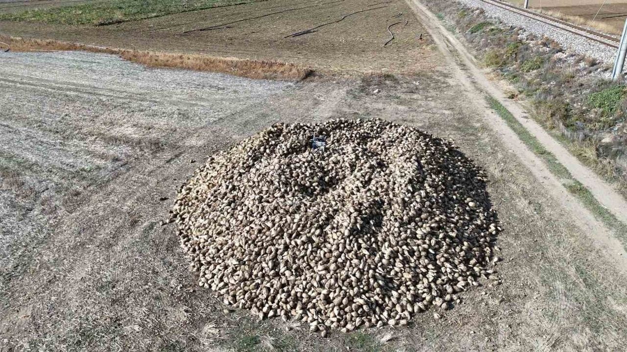 Ankara’da Şeker Pancarı Hasadı Devam Ediyor