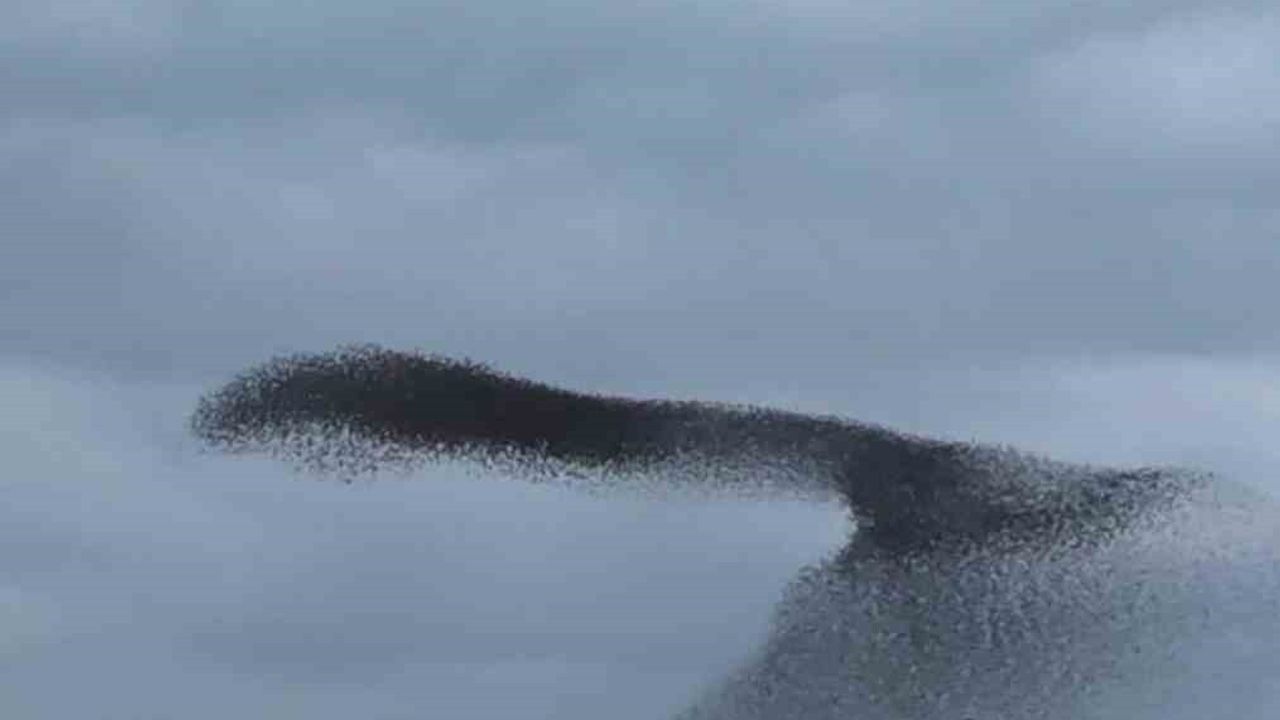 Ankara'da Sığırcık Kuşlarının Gökyüzündeki Dansı