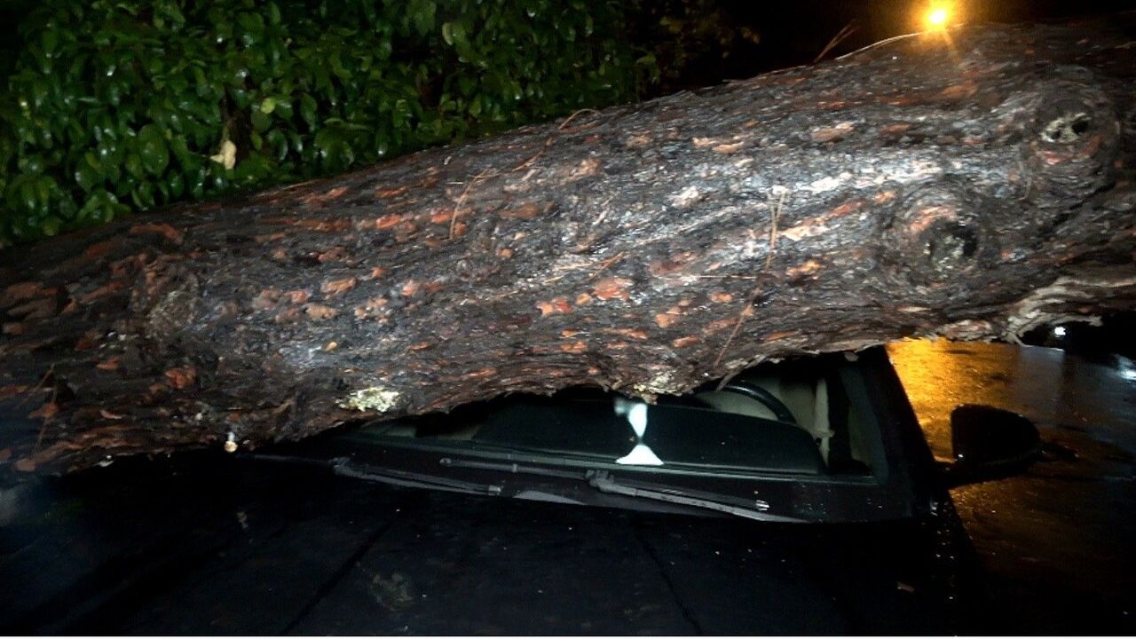 Antalya’da Şiddetli Rüzgar Ağaçları Devirdi: İki Araç ve Bina Zarar Gördü