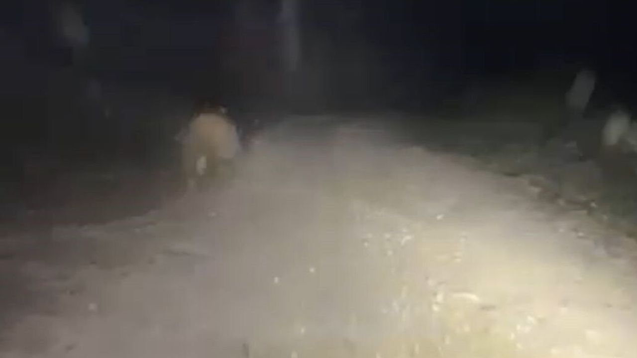 Aracın Işıkları Ayıyı Korkuttu: Kaçış Anları Kameraya Yansıdı