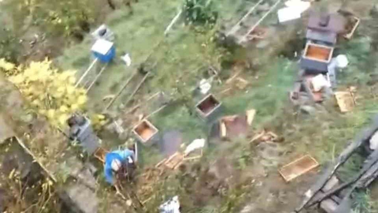 Araklı'da Ayı Saldırısı: 50'den Fazla Arı Kovanı Talan Edildi