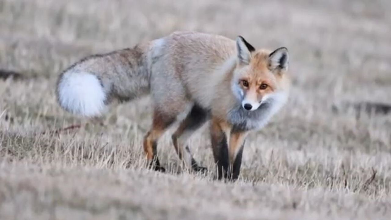 Ardahan'da Kızıl Tilkinin Fare Avı