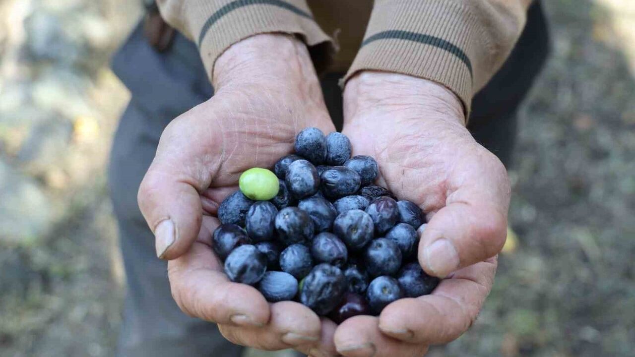 Artvin'de Butko Zeytini Hasadı Devam Ediyor