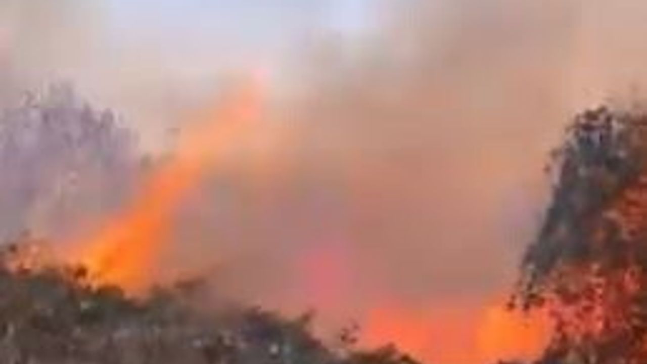 Artvin Hopa'da Ziraat Yangını Ormana Sıçradı