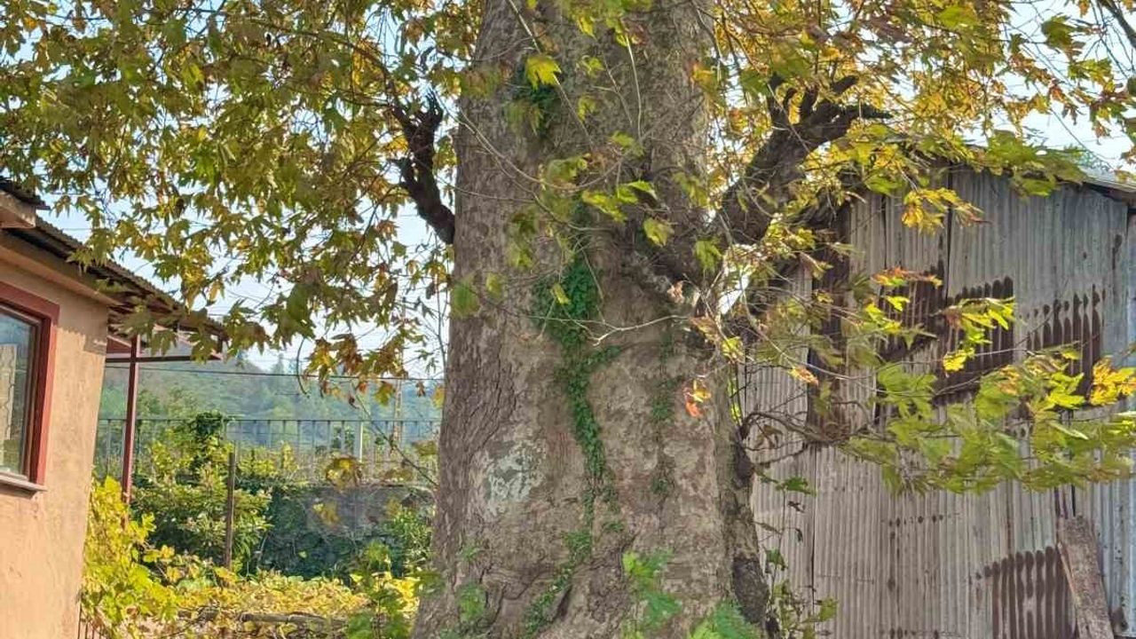 Asırlık Çınar Ağacı Koruma Altına Alınıyor