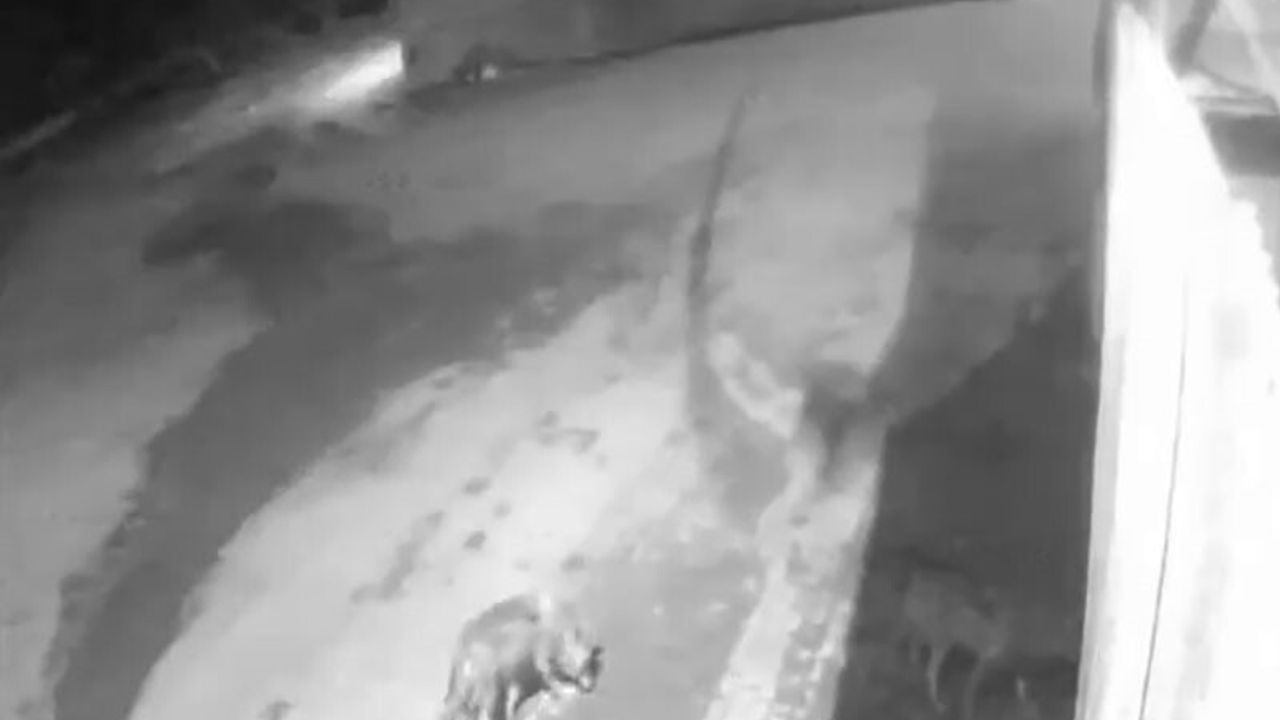 Aşkale'de Kurtların Köye İnişi Tedirginlik Yarattı