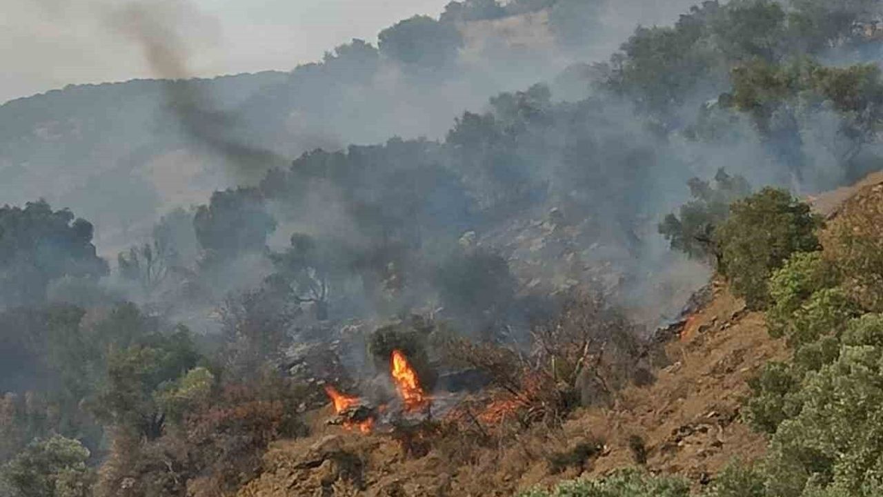 Aydın Bozdoğan'da Orman Yangınına Müdahale Devam Ediyor