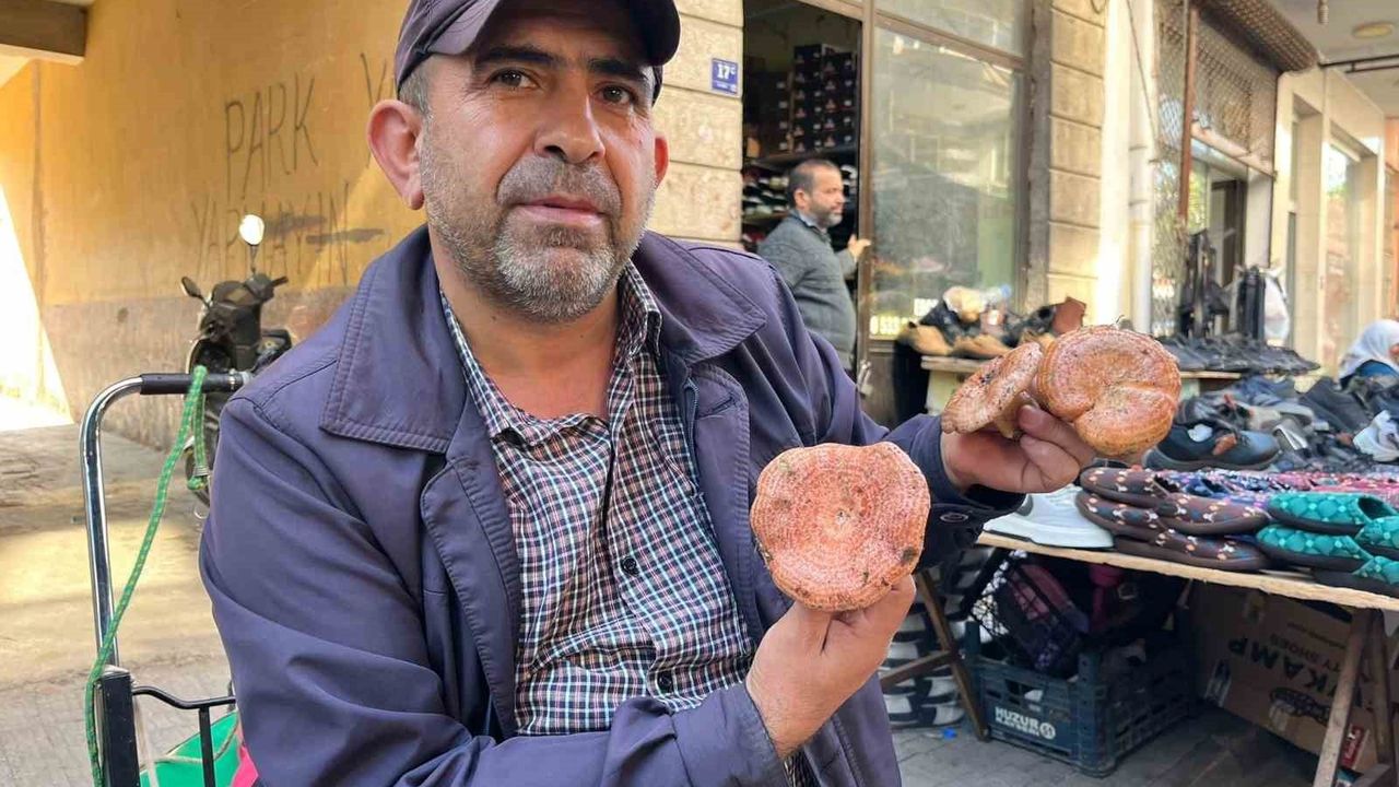 Aydın'da Çıntar Mantarının Yılı: Kilosu 500 TL