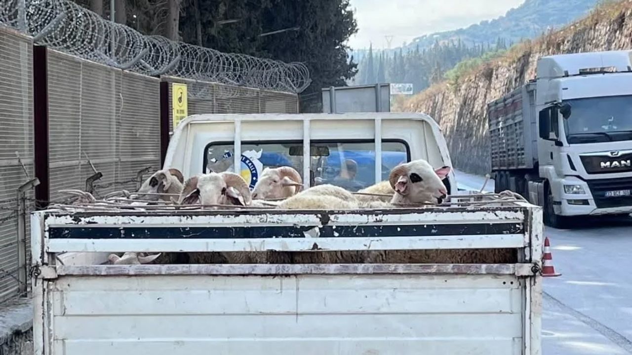 Aydın'da Hayvan Hastalıklarıyla Mücadelede Yol Kontrolleri Devam Ediyor