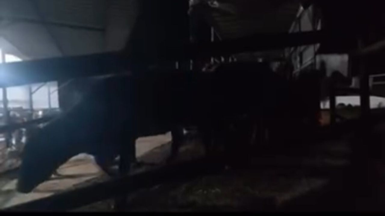 Aydın'da Pasaportsuz Hayvan Sevkiyatı Cezası: 1,2 Milyon TL