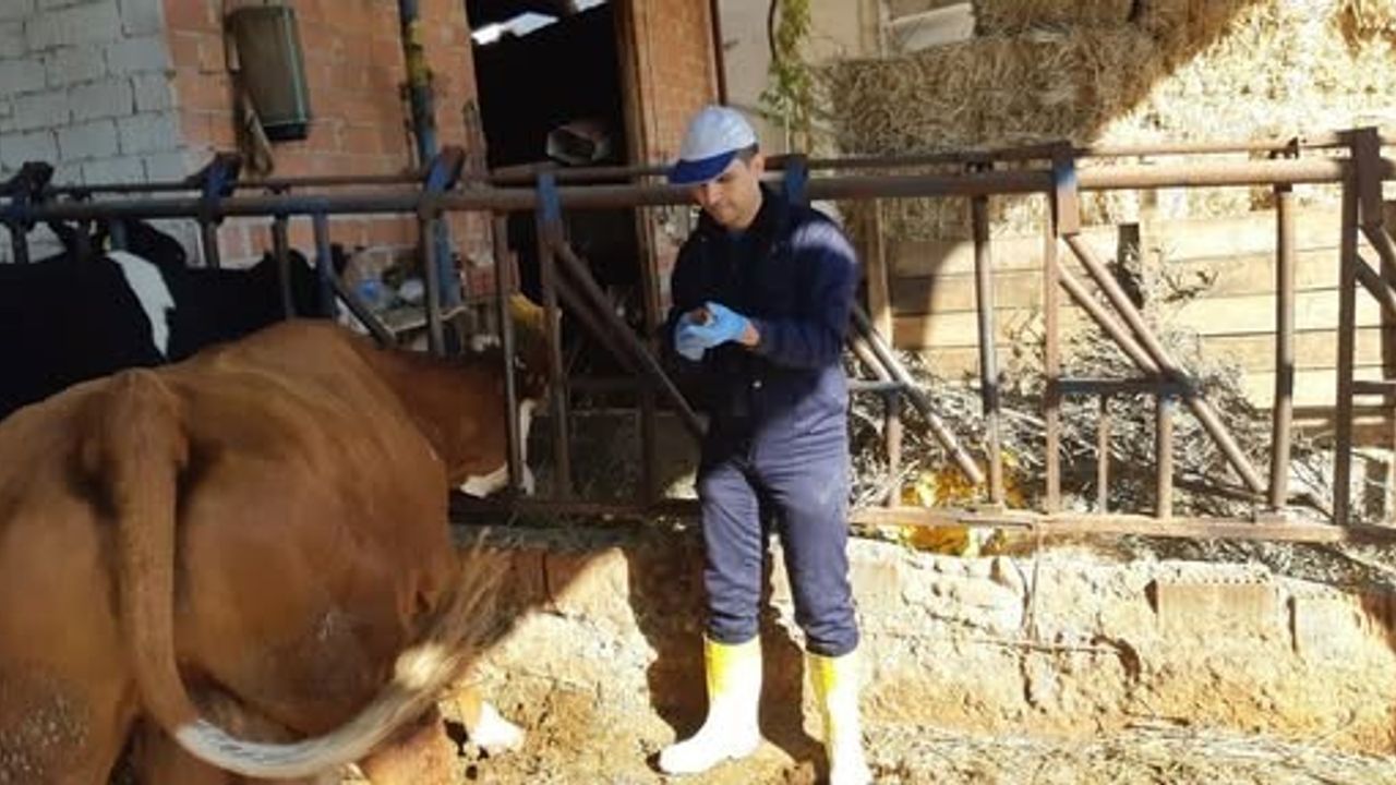 Aydın’da Şap Hastalığına Karşı Aşılama Çalışmaları Devam Ediyor