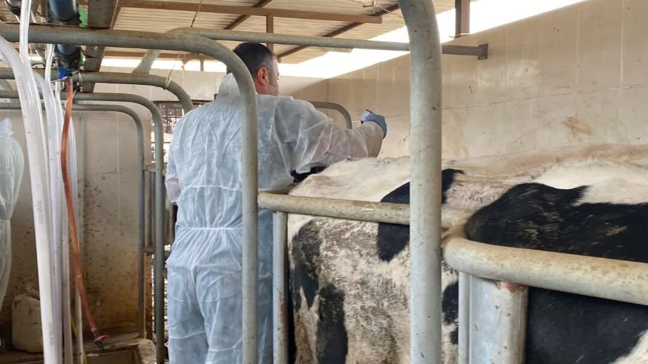 Aydın'da Şap Hastalığına Karşı Yoğun Aşılama Faaliyetleri Devam Ediyor