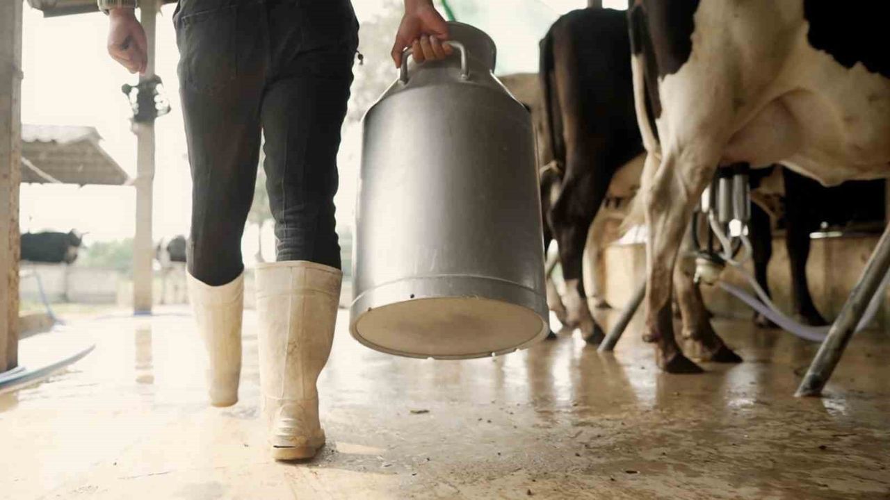 Aydın'da Üreticilere 66 Milyon TL Çiğ Süt Desteği