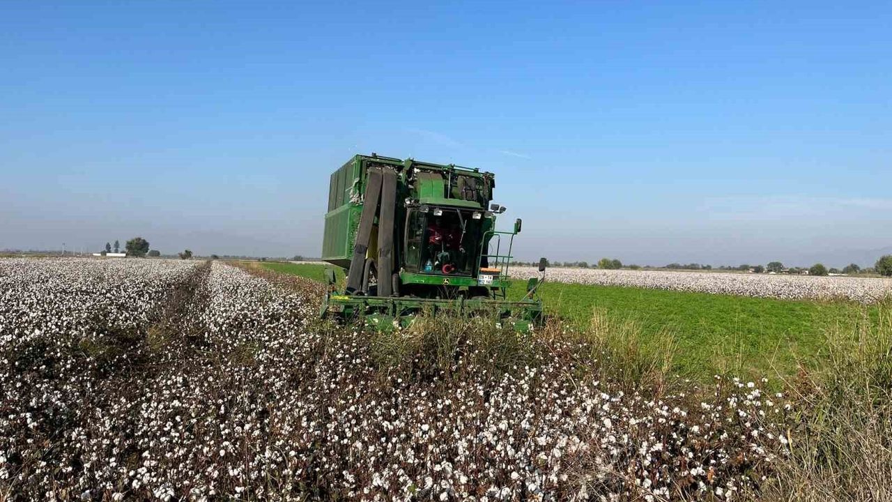 Aydın'da Yağışlar Pamuk Üretimini Olumsuz Etkiliyor