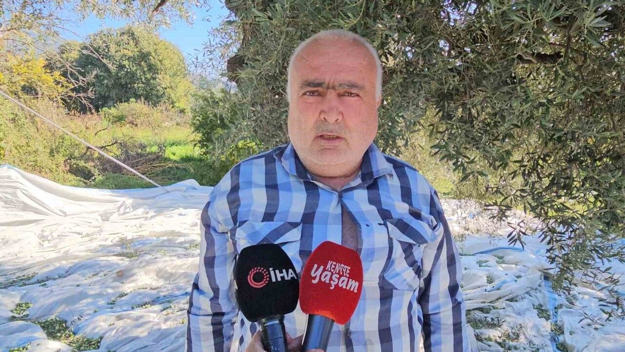 Aydın'da Zeytin Hasadı Devam Ediyor