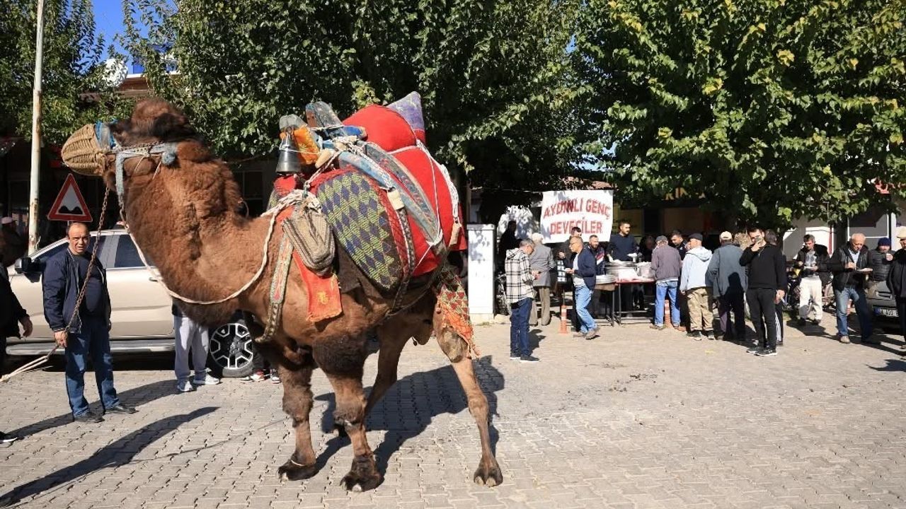 Aydınlı Deve Güreşçileri Havut Hayrında Bir Araya Geldi