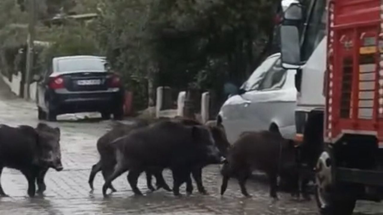 Ayvalık'ta Yağmurlu Hava Domuzları Şehir Merkezine İndirdi