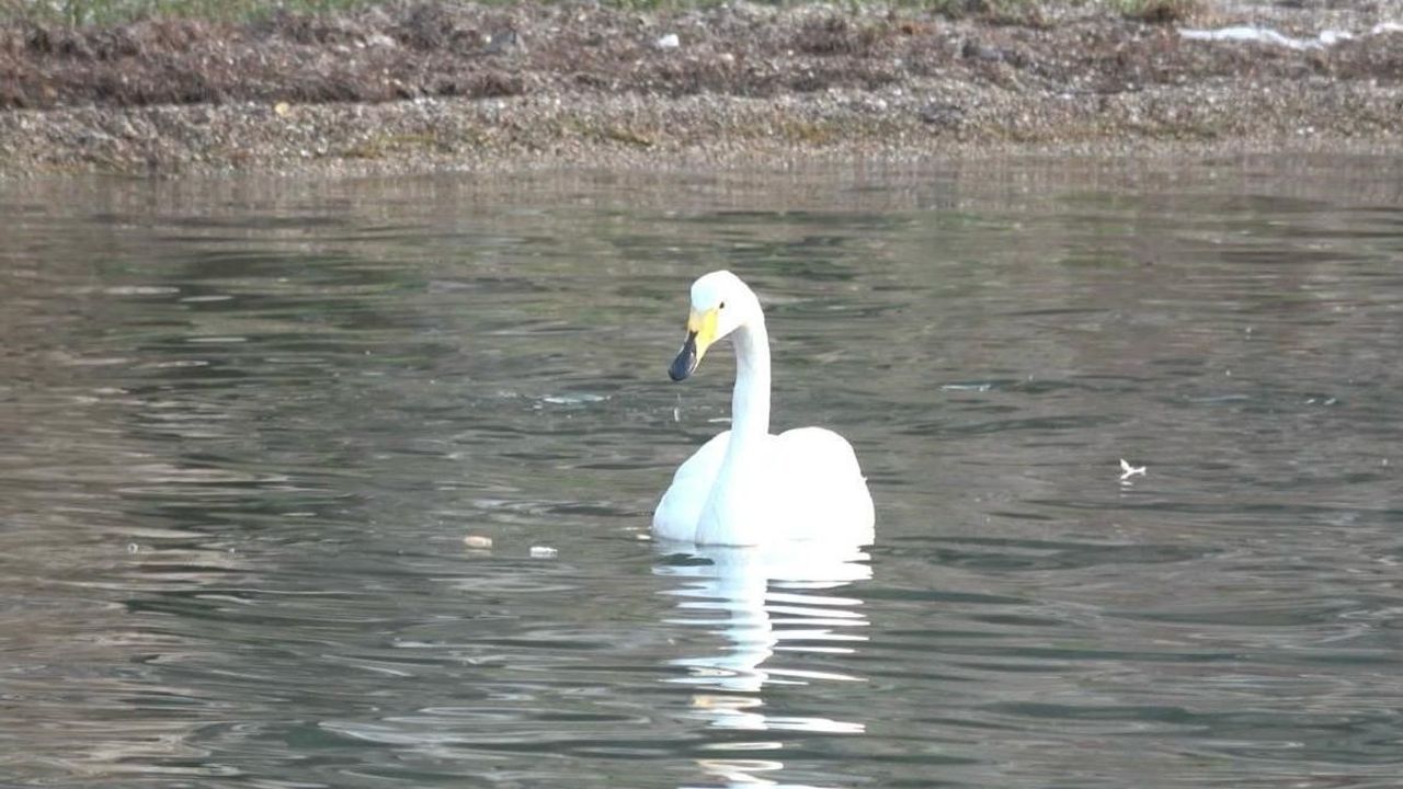 Ayvalık'taki Sevimli Kuğu 'Paşa' Limanı'nın Yüz Deseni
