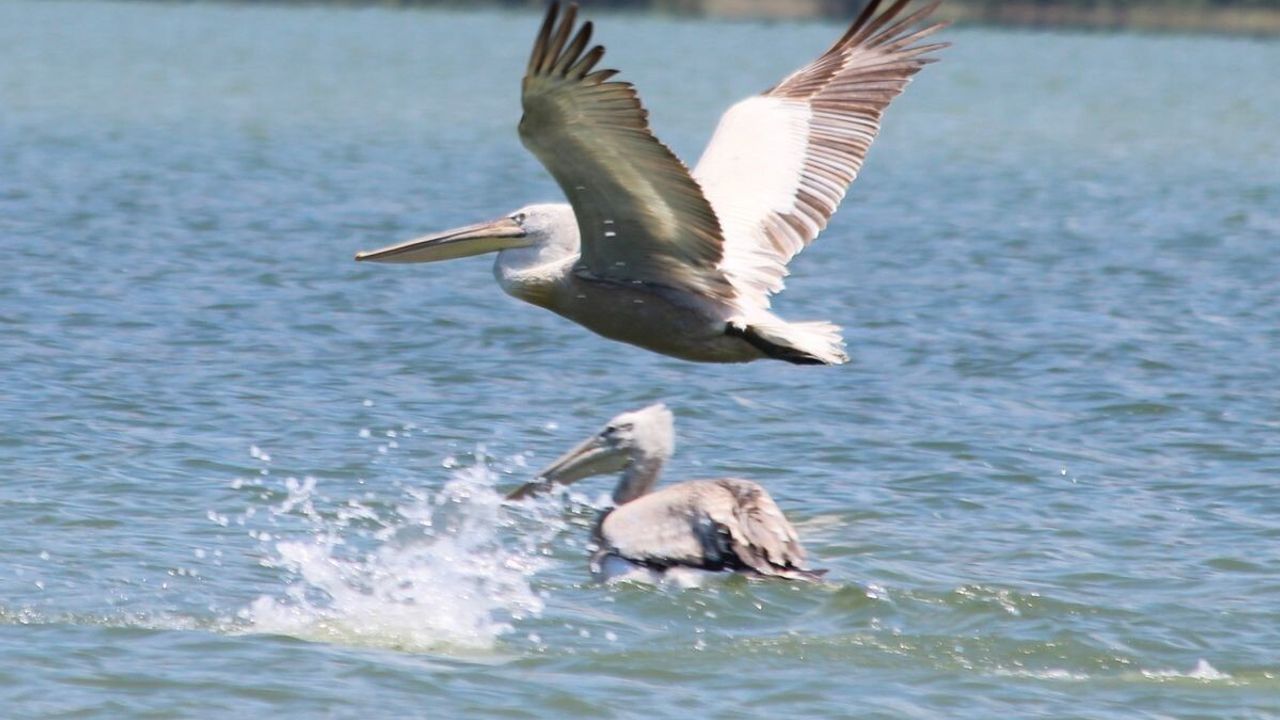 Azap Gölü'nde Tepeli Pelikan Kurtarıldı