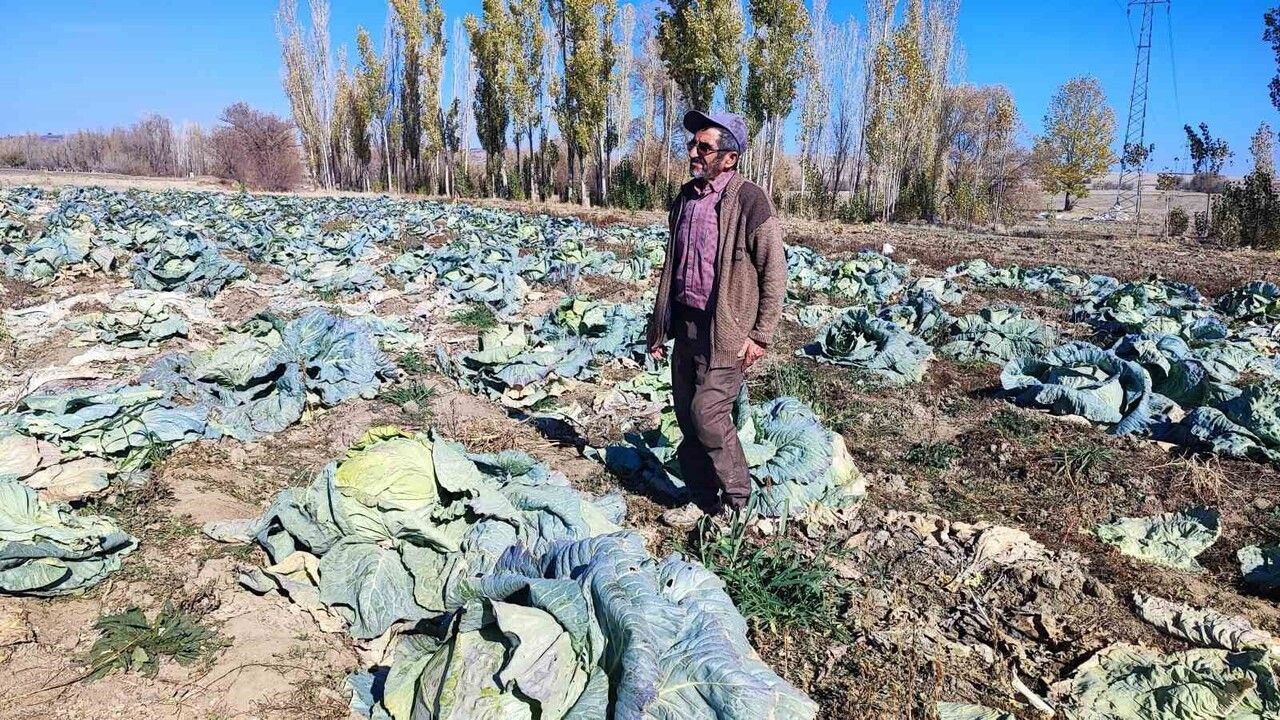 Baba ve Oğul, 30 Yıldır Organik Lahana Üretiyor