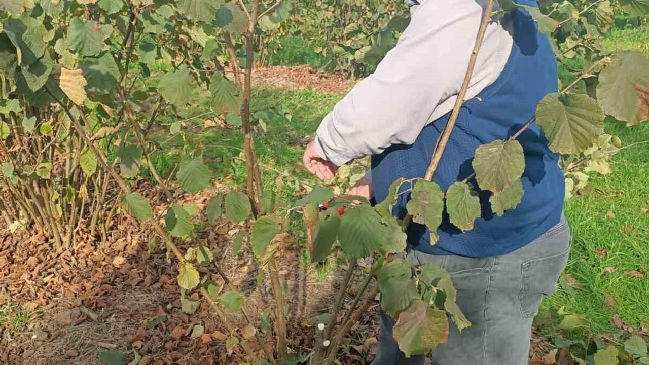 Bahçelerde Toprak Analizi ve Zararlı Tespiti