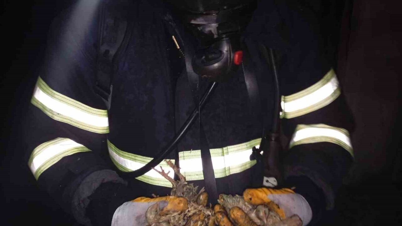 Balıkesir'de Tavuk Çiftliğinde Yangın: 5 Bin Piliç Telef Oldu