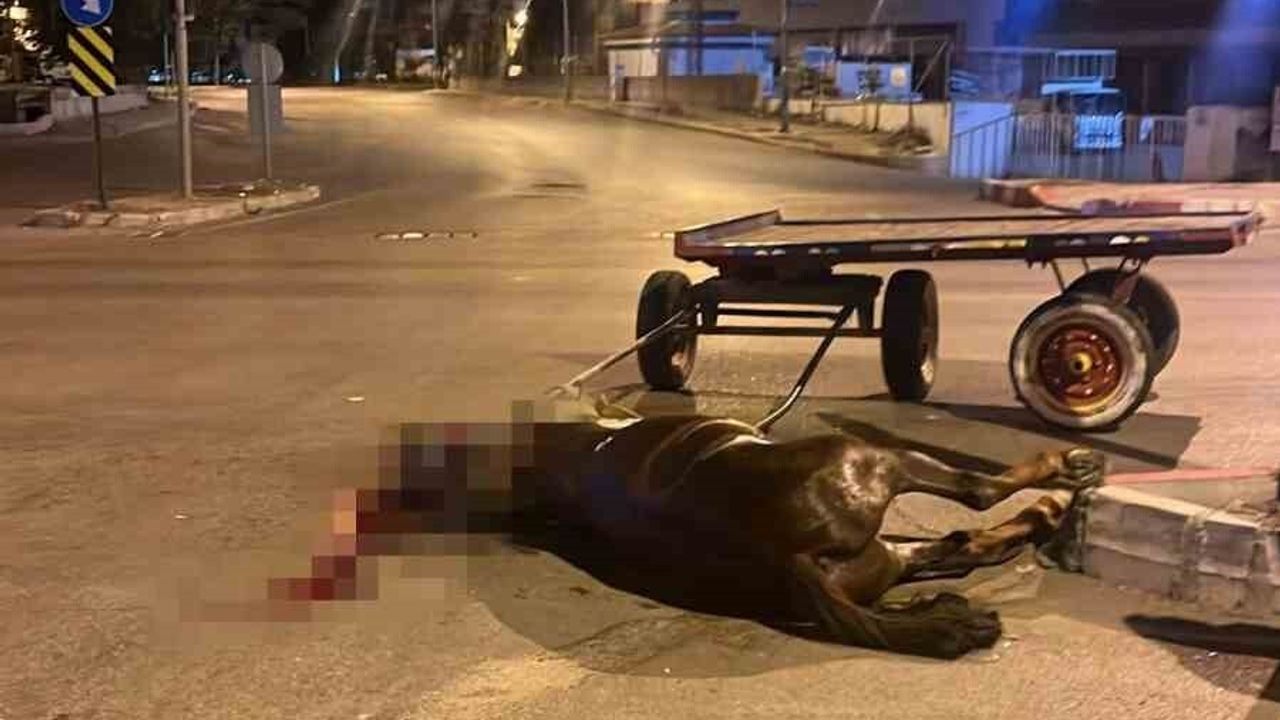 Başıboş At Trafikte Kazaya Neden Oldu