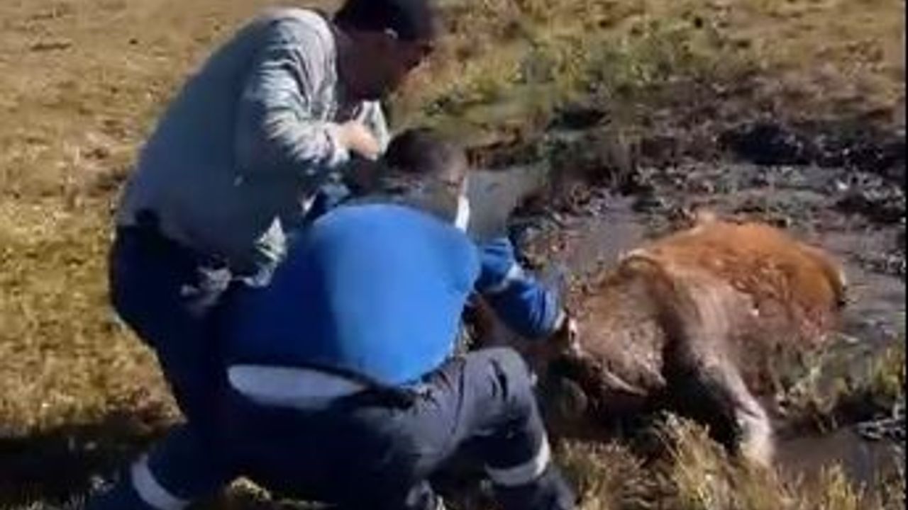 Bataklığa Saplanan İnek Kurtarıldı