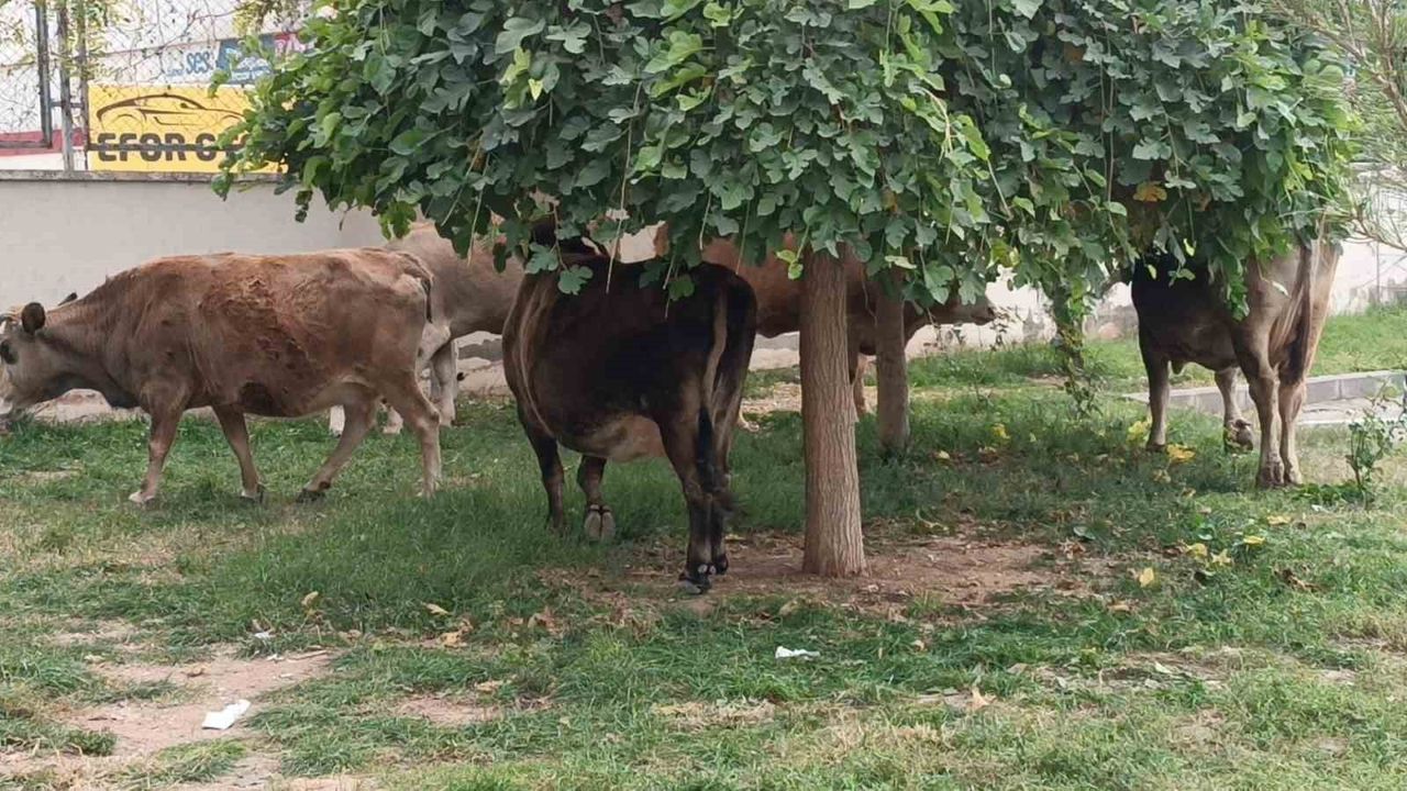 Batman'da İlginç Bir An: İnekler Şehirde