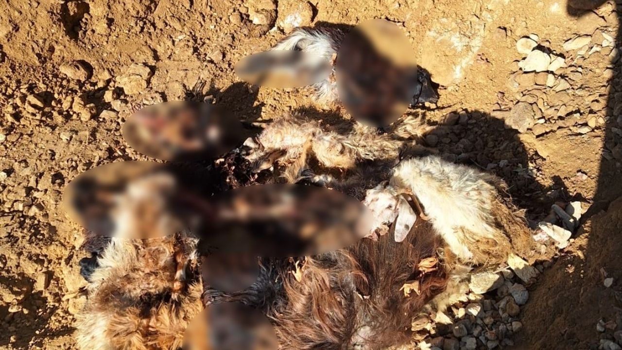 Batman'da Kurt Saldırısı: 10 Keçi Telef Oldu