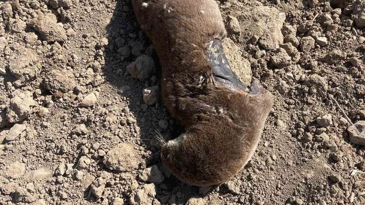 Batman'da Nesli Tükenme Tehlikesindeki Su Samuru Telef Oldu