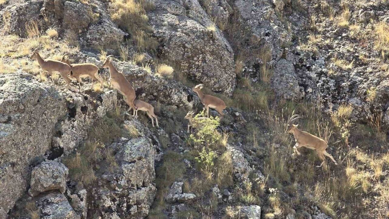 Bayburt’ta Yaban Keçileri Vauk Dağı’nda Görüntülendi