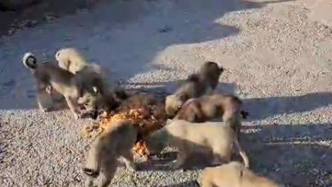 Bayburtlu Şoförden Sokak Hayvanlarına Destek