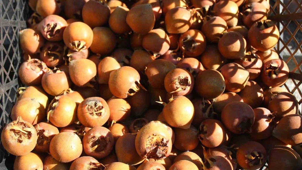 Beşbıyık Meyvesi Aydın Pazarlarında Yerini Aldı