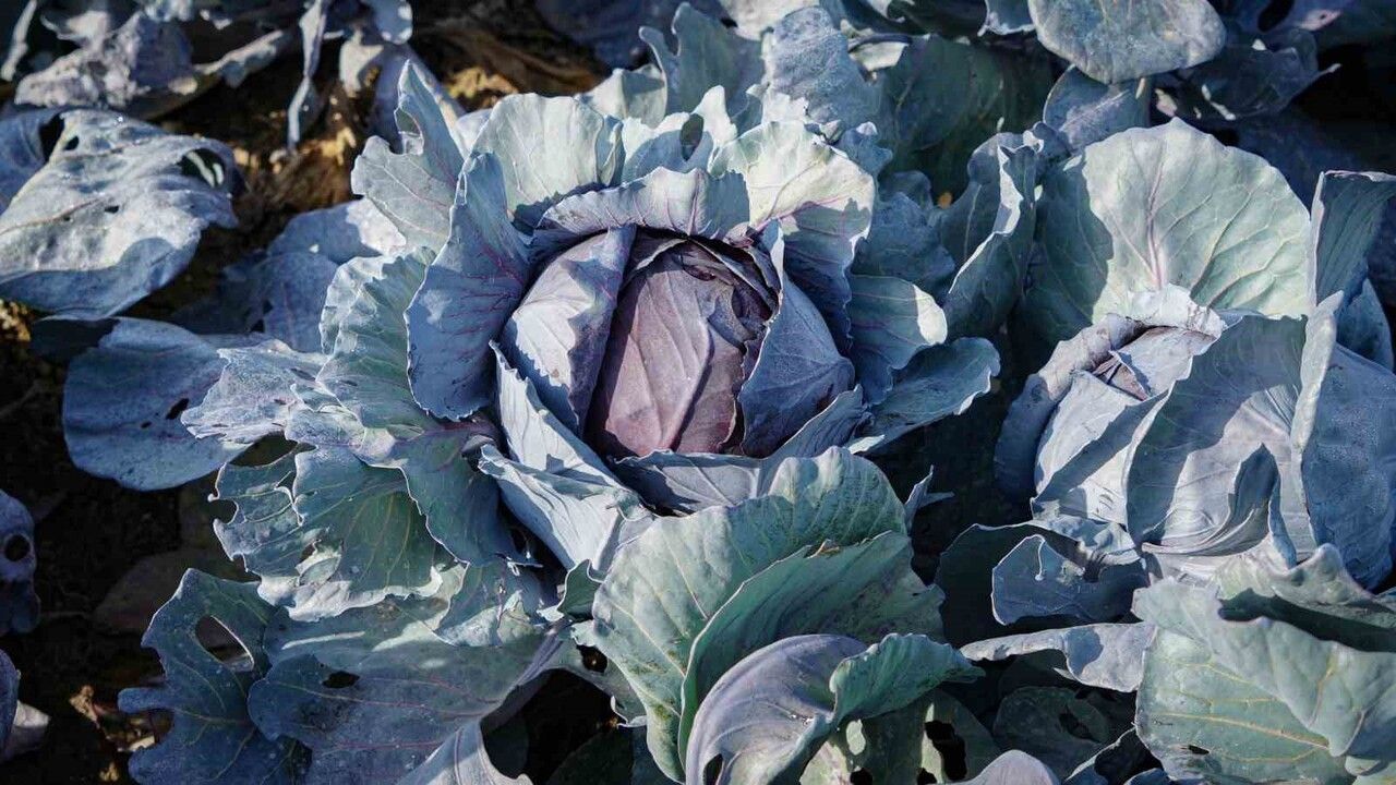 Beypazarı'nda Mor Lahana Hasadı Son Aşamada