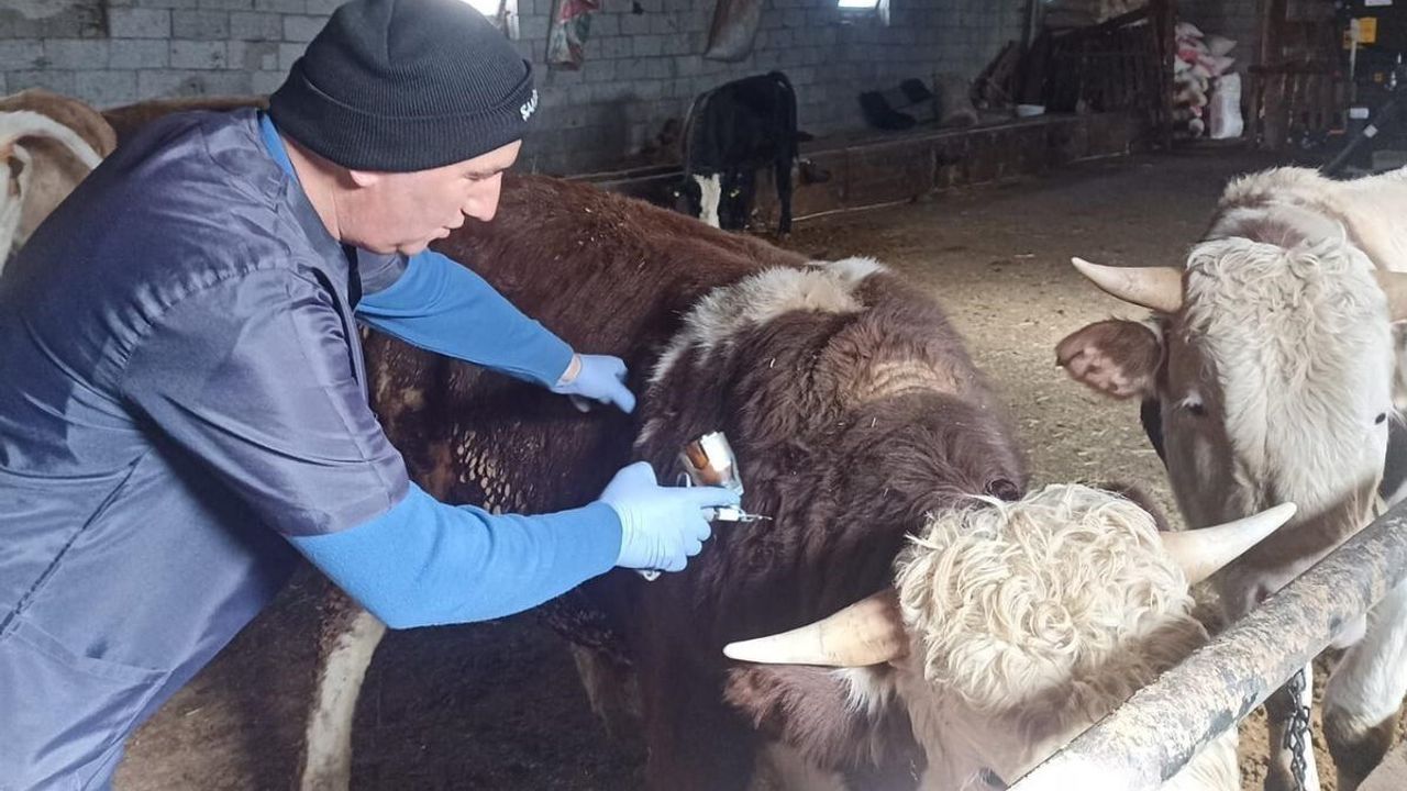 Beyşehir’de Şap Aşısı Seferberliği Başladı