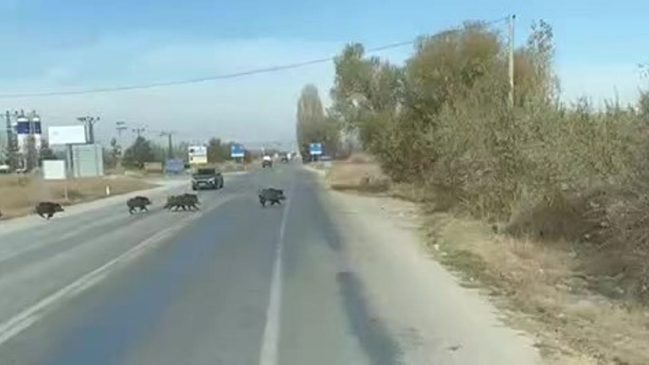 Beyşehir'de Yaban Domuzu Sürüsü Yolda Görüntülendi