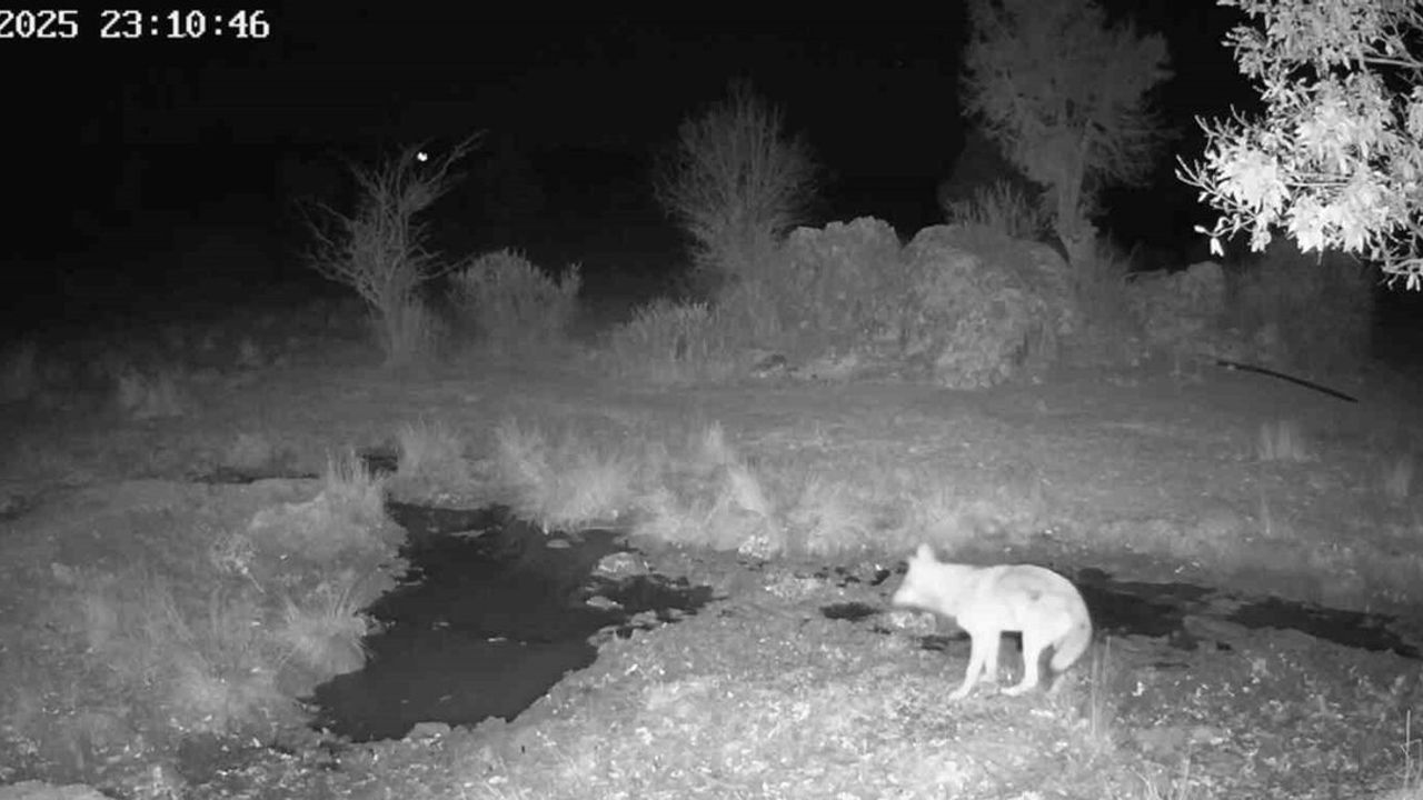 Beyşehir'de Yaban Hayatı Fotokapanla Belgelendi